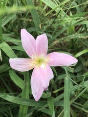 Zephyranthes rosea