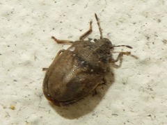 Podops inunctus