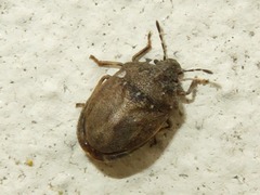 Podops inunctus