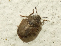 Podops inunctus