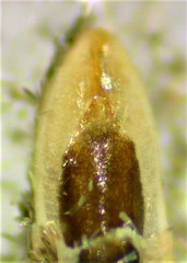 Eupithecia lariciata