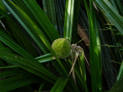 Thurnia sphaerocephala