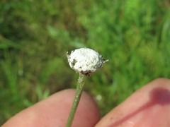 Eriocaulon texense