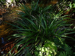 Thurnia sphaerocephala