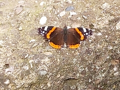 Vanessa atalanta