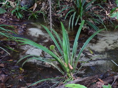 Thurnia sphaerocephala