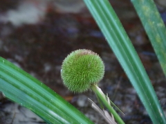 Thurnia sphaerocephala