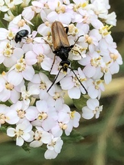 Pseudovadonia