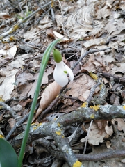 Galanthus alpinus
