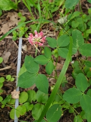 Trifolium hybridum