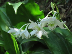 Proiphys amboinensis