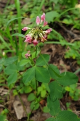 Trifolium hybridum