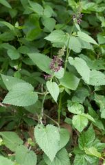 Stachys sylvatica