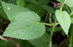 Stachys sylvatica