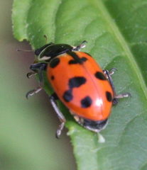 Hippodamia septemmaculata