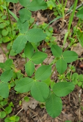 Trifolium hybridum