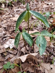 Trillium lancifolium