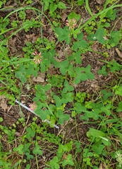 Trifolium hybridum