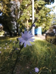 Cichorium intybus