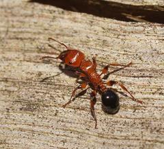 Podomyrma gratiosa