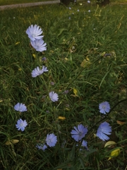 Cichorium intybus