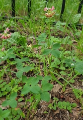 Trifolium hybridum