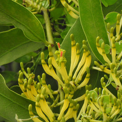 Dendrophthoe trigona