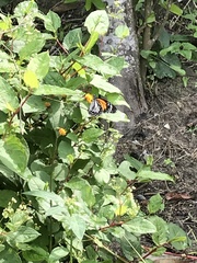 Danaus melanippus hegesippus