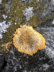 Variospora aurantia