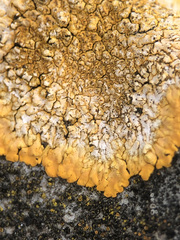 Variospora aurantia