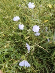 Cichorium intybus
