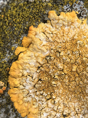 Variospora aurantia