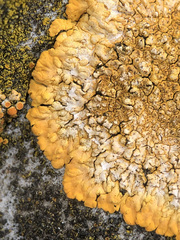 Variospora aurantia