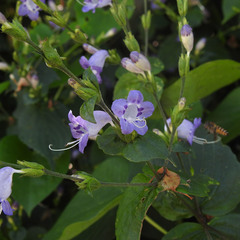 Strobilanthes cordifolia