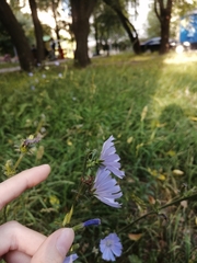 Cichorium intybus