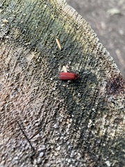 Dictyoptera simplicipes