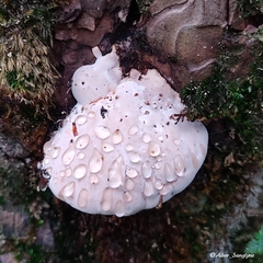 Fomitopsis