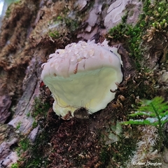 Fomitopsis