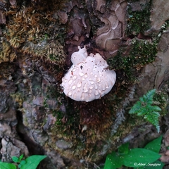 Fomitopsis