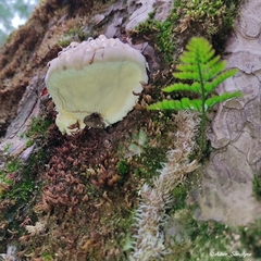 Fomitopsis