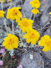 Eriophyllum lanatum integrifolium