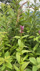 Stachys latidens