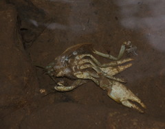 Austropotamobius pallipes