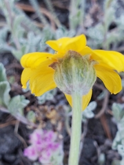 Eriophyllum lanatum integrifolium
