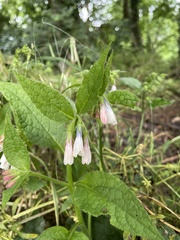 Symphytum officinale