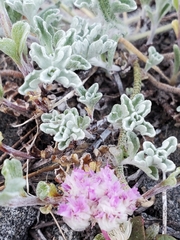 Eriophyllum lanatum integrifolium