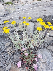 Eriophyllum lanatum integrifolium