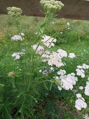 Achillea millefolium