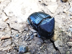 Phanaeus adonis