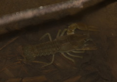 Austropotamobius pallipes